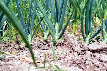 Plantation of ready-to-eat green onions.