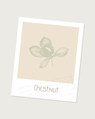 Digital scrapbooking element vintage illustration of imprint chestnut with leaves on beige background in frame with text Lorem ipsum.