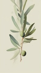 fresh green olives branch on isolated background
