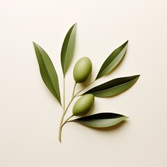 fresh green olives branch on isolated background