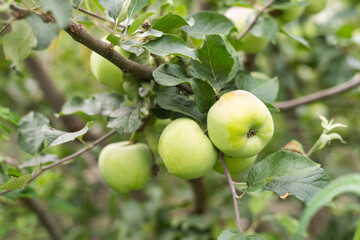 Green apples on the tree