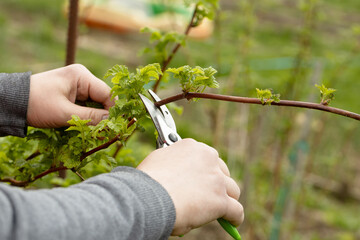 A gardener manually cuts a raspberry bush with a bypass pruner. Pruning of raspberry and blackberry...