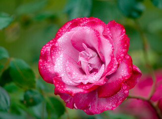 Closeup of a rose in the garden