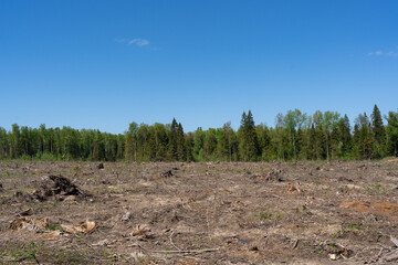 Deforestation, clearing of the territory from the old fallen forest