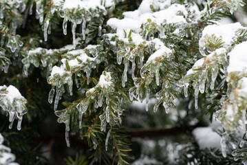 Snow-covered and icy spruce branches. 