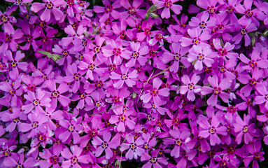 Blooming awl-shaped phlox. Hot pink awl-shaped phlox. Wallpaper. 