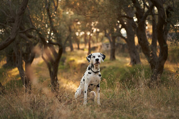 A Dalmatian dog sits poised among the gnarled olive trees, its distinctive spots a stark contrast...