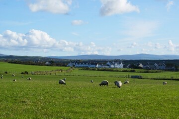 Obraz premium Countryside in Ireland. Sheep in fenced pastures. High quality photo