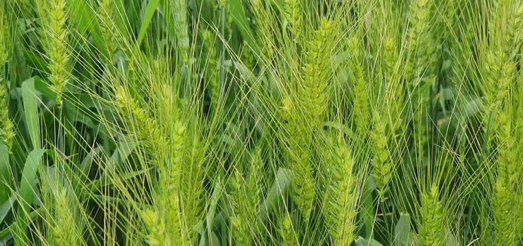 Green wheat field in wind drass, green, nature, summer, plant, agriculture, wheat, crop, spring, cereal, grain, ear, food, meadow, farm, growth, wind, harvest, outdoors, rural, rice, barley, season
