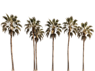 a row of palm trees