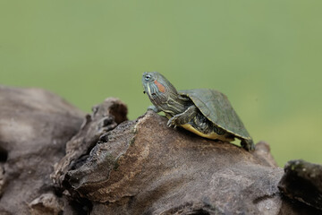A young red eared slider tortoise is basking on a dry tree trunk before starting its daily...