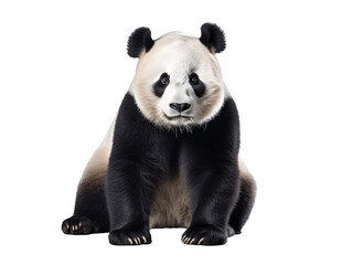 a panda sitting on a white background