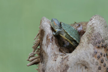 A young red eared slider tortoise is basking on a dry bamboo stick before starting its daily...