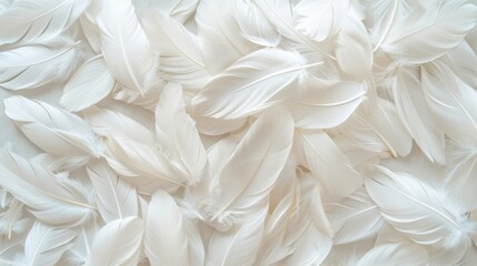 A soft and elegant texture of white feathers, creating a delicate and serene background with a sense of lightness and purity.
