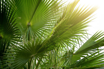 Fototapeta premium Amazing palms leaves with sun light wallpaper, for ecology, travel, holiday concept background