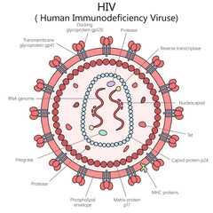 Human HIV virus structure vertebral column diagram hand drawn schematic raster illustration. Medical science educational illustration - obrazy, fototapety, plakaty