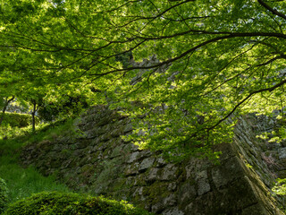 Lush springtime greenery of momiji trees under the walls of Marugame castle - Kagawa prefecture, Japan