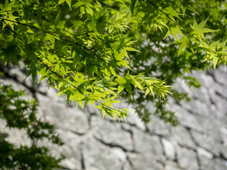 Green maple leaves against the stone wall of a Japanese castle in springtime - Marugame, Kagawa prefecture, Japan