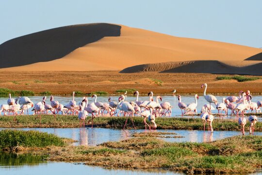 Flamingos in lagoon of Walwis bay, sandy dunas on the background. Namibia, Africa
