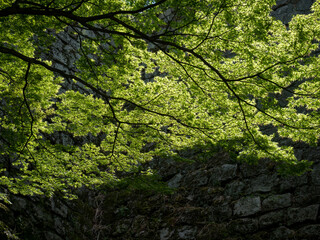 Lush springtime greenery of momiji trees under the walls of Marugame castle - Kagawa prefecture, Japan
