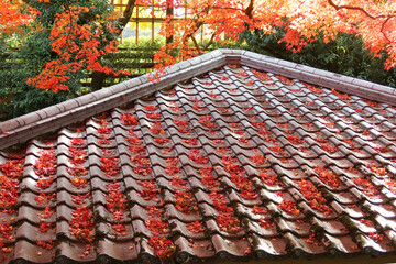 Japanese roof top with fallen red maple leaves outdoor in daytime with trees at the background