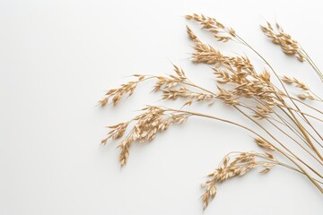 Oatmeal branch beautiful on white