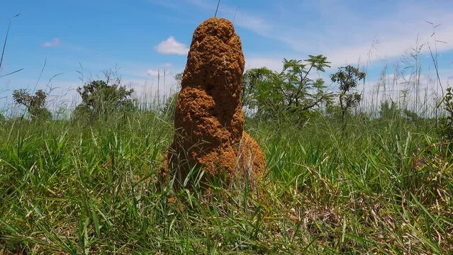 Giant termite mound in brazilian savannah
