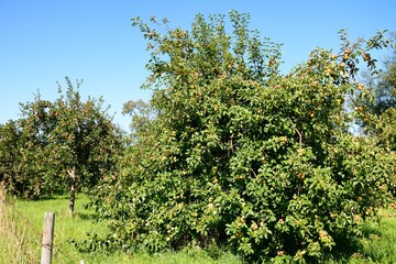 Fototapeta na wymiar Apple trees in an orchard on the edge of town, Donyatt, Somerset, UK, Europe.
