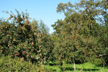 Apple trees in an orchard on the edge of town, Donyatt, Somerset, UK, Europe.