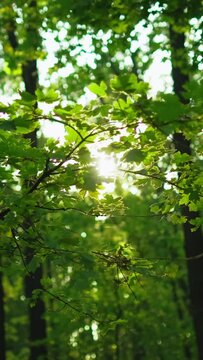 Vertical video. Green forest background. Foliage scenery. Woods sunlight. Peaceful nature park. Summer fresh morning lush trees leaves in blur beams outdoors.