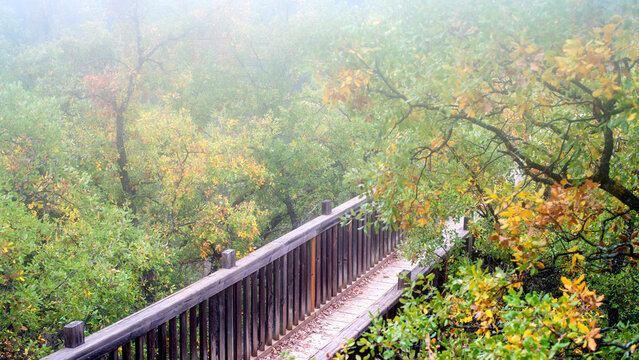 Wooden boardwalk meandering through a misty forest with cascade oak trees in autumn