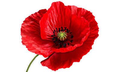 Bright Red Poppy Bloom Isolated on Transparent Background PNG.