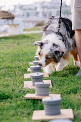 Australian shepherd, dog playing nose work game searching for treats in the green grass on sunny...