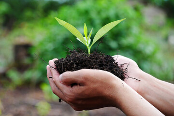 Young plant in man's hand. Hands Planting a Young Tree on a natural background with sunlight effect. Green World Earth Day concept