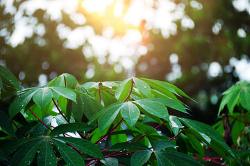 Green cassava leaves background. Cassava leaf plant background. Close-up of cassava leaves.
