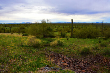 Sonora Desert Arizona