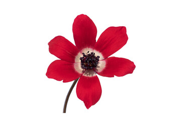Red poppy anemone (Anemone coronaria) blooms in red in February on calcareous soils in maquis at...