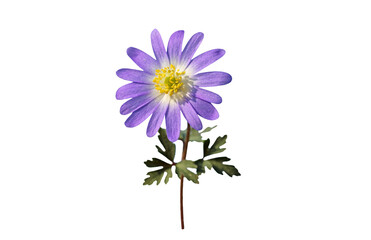 Windflower (Anemone blanda) blooms blue and violet in February in maquis and calcareous soils under red pine forests at altitudes up to 800 m in the Eastern Mediterranean basin.