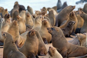 Cape Cross Seal reserve. Skeleton, Coast, Namibia, Africa. The biggest world seal colony.
