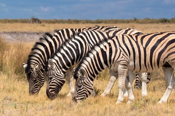 Herd of zebras on Etosha National Park, Namibia , Africa