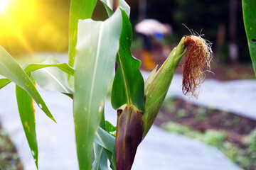 Close-up of young corn cobs with leaves containing pests with blurred farmer background. Young and...