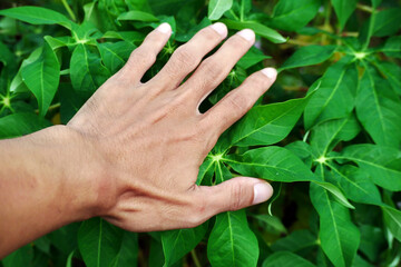 Man's hand touching wet wild tropical leaves after rain. The concept of the relationship between...