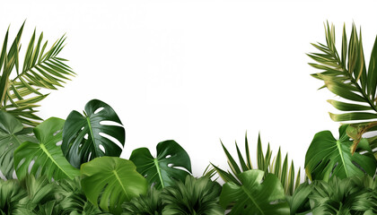 Tropical leaves nature frame layout of Monstera, isolated, white background