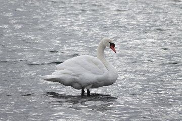 swan on the lake