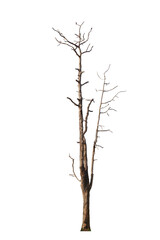 Dead tree or dried tree isolate on white background.Save white clipping path.