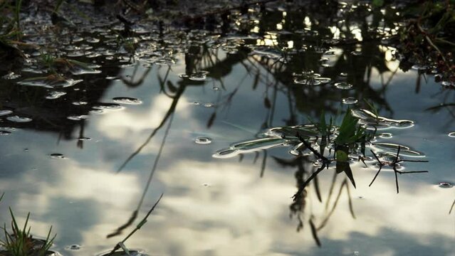 夏の夕暮れ雨上がり
