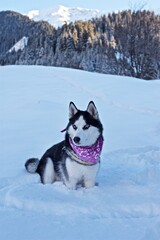 Beautiful funny Husky with different eyes colour and purple scarf sitting in the snow