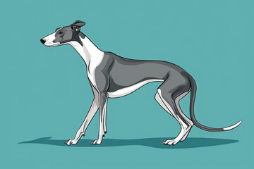 Whippet, Greyhound dog standing on its hind legs. Cartoon style illustration.