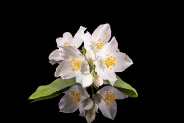Beautiful, delicate white flowers of the Philadelphus shrub, close up