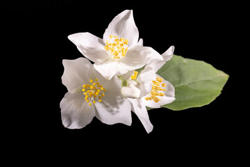 Fototapeta na wymiar Beautiful, delicate white flowers of the jasmine shrub, close up